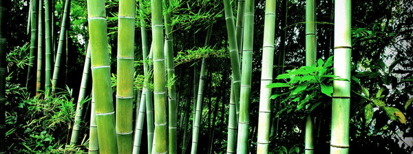 Bamboo iPhone Wood Cases